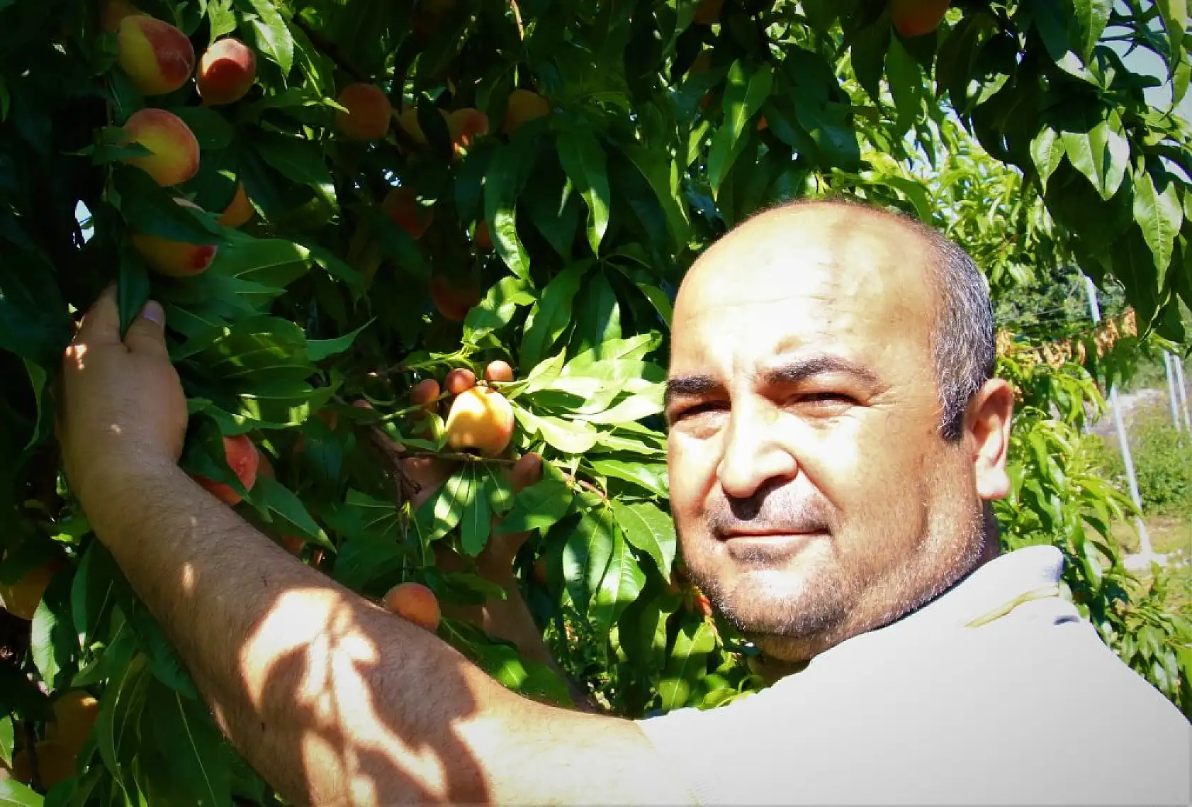 Erkenci şeftali üreticisinin yüzünü güldürdü