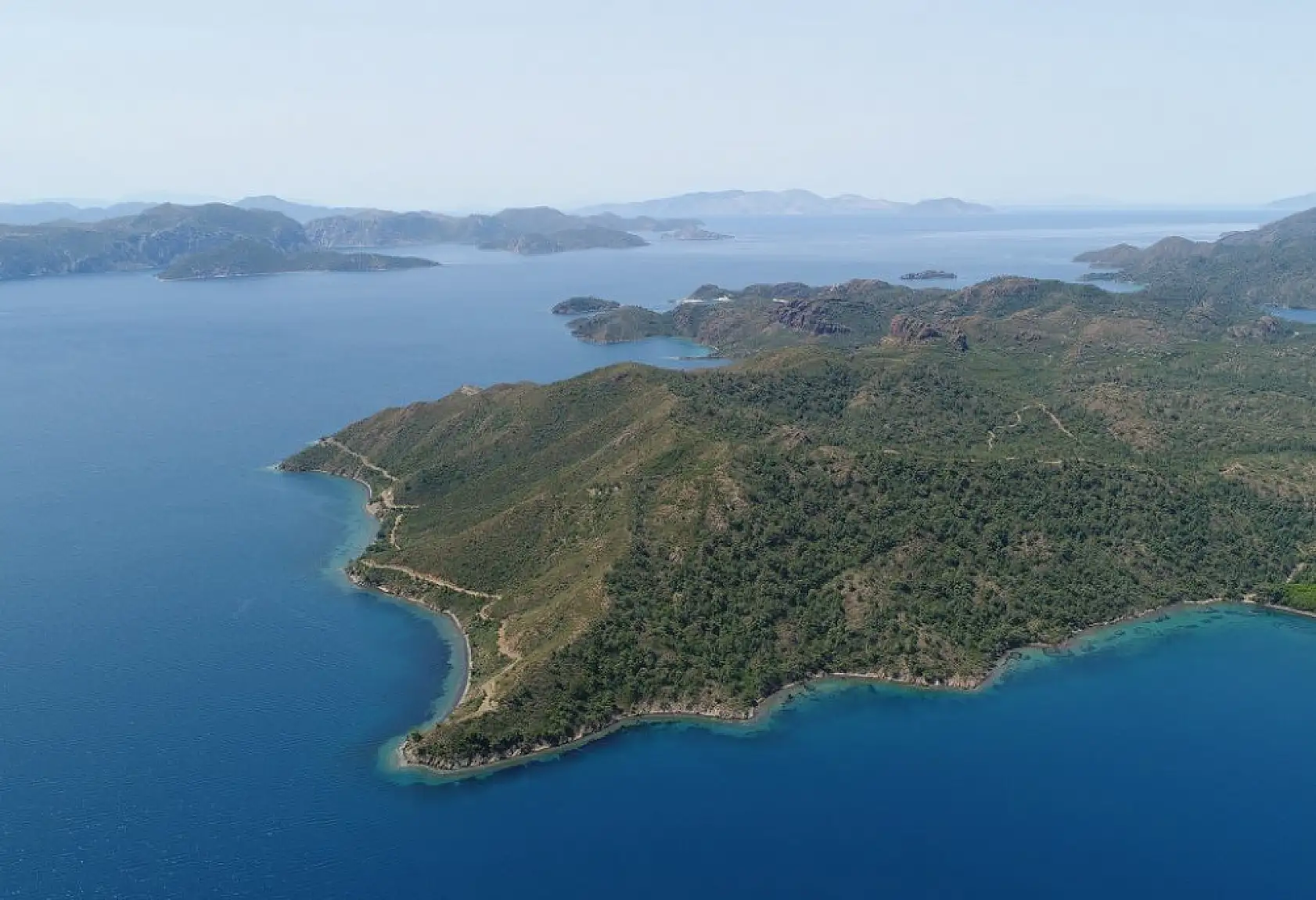 Yanan ormanlar yeniden yeşerdi