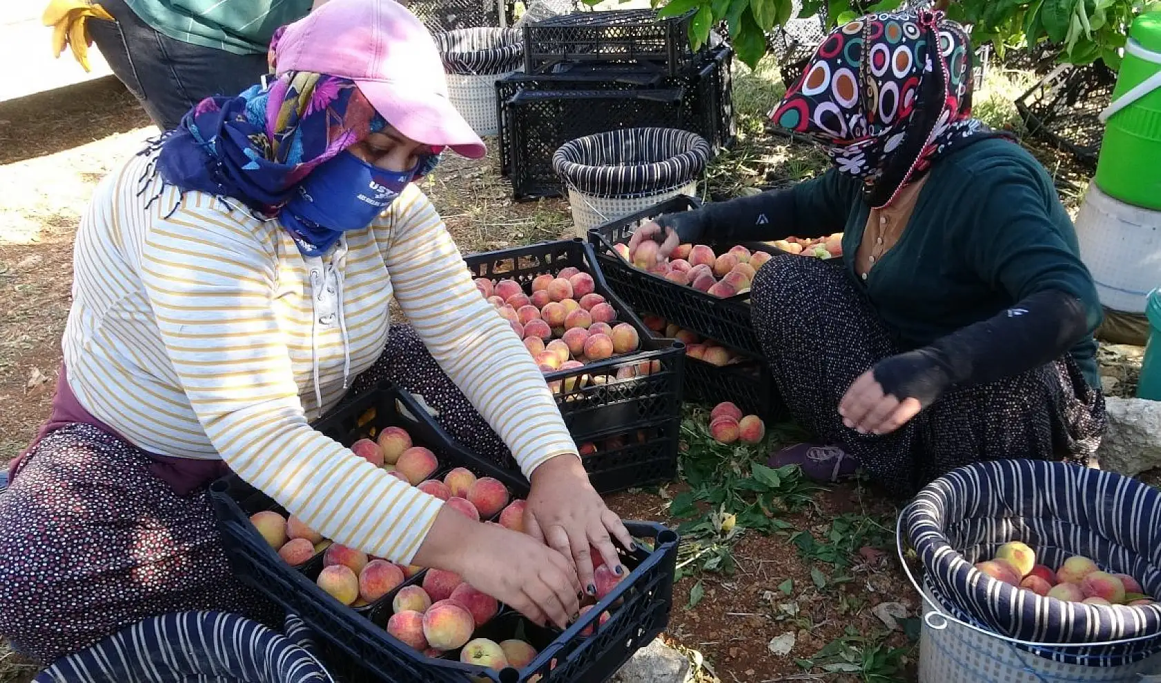 Erkenci şeftali üreticisinin yüzünü güldürdü