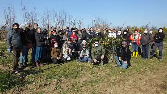 Balıkesir'de kınalı eller meyve ağaçlarında budama yaptı