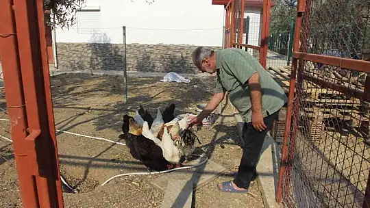 Balıkesirli gurbetçi 1300 yıllık zeytin ağacı ile dertleşiyor
