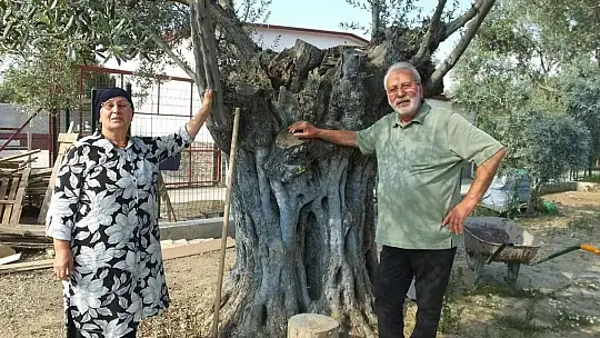 Balıkesirli gurbetçi 1300 yıllık zeytin ağacı ile dertleşiyor