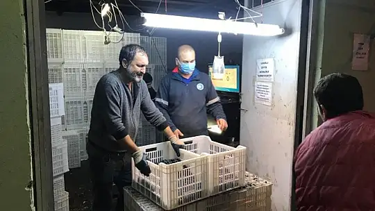 Erdek'in zeytini yok satıyor