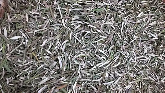 Zeytin yaprağının korona virüse iyi geldiğini iddia etti