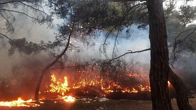Balıkesir'de orman yangını zamanında müdahale ile kısa sürede söndürüldü